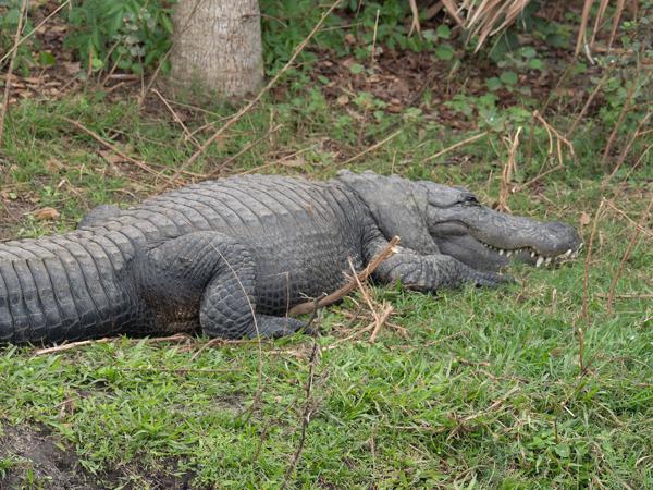 American alligator (Alligator mississippiensis)